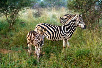 Fototapeta na wymiar Plains Zebra Family