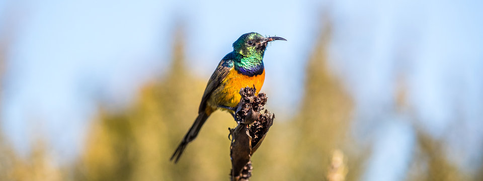 orange-breasted sunbird in africa