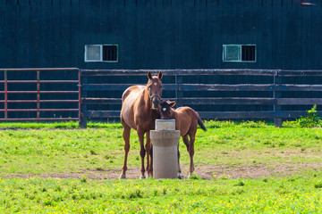 Mare with her foal at horse farm.