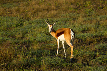 sprinkbok