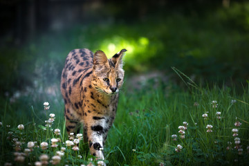 Obraz premium Magnificent Serval hunting