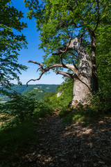 Eichenbaum bei Bad Urach