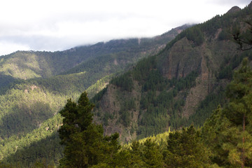 Beautiful panorama of pine forest with sunny summer day. Coniferous trees. Sustainable ecosystem. Tenerife, Teide volcano, Canary islands, Spain