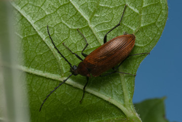 Brown beetle with a mustache