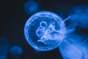 Fototapeta premium Beautiful jellyfish swimming in the water