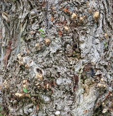Bark of an old sick tree is covered with outgrowths, warts and tumors.