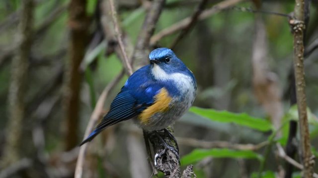 Charming bird perching alone.
Himalayan bluetail ( tarsiger rufilatus ) making a living in highland forest,green blurred background and sunlight.