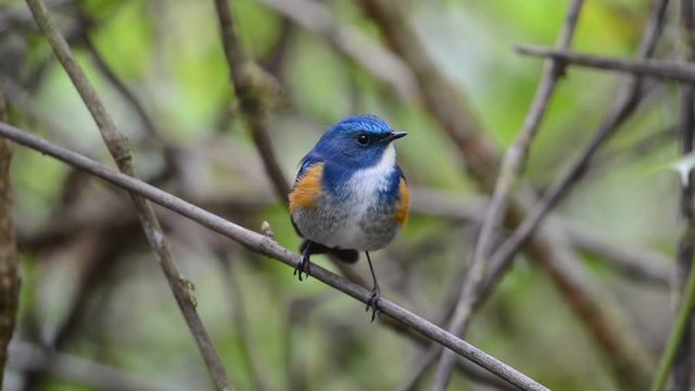 Charming bird perching alone.
Himalayan bluetail ( tarsiger rufilatus ) making a living in highland forest,green blurred background and sunlight.