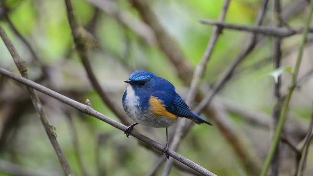 Charming bird perching alone.
Himalayan bluetail ( tarsiger rufilatus ) making a living in highland forest,green blurred background and sunlight.