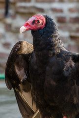 A red headed vulture looks attentive
