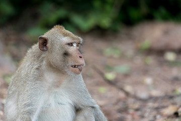 The Monkey Living In Wat Khao-Nor,Nakhonsawan Province Of Thailand.