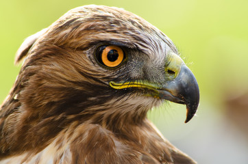 Close-up of eagle with orange big eyes