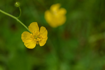 Butter Cup, Butter Cup