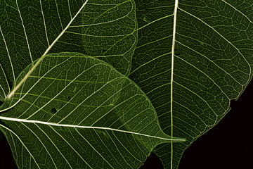 a leaf texture close up