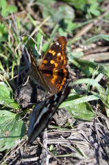 Butterflies with black and brown wings sitting on the grass on a sunny day