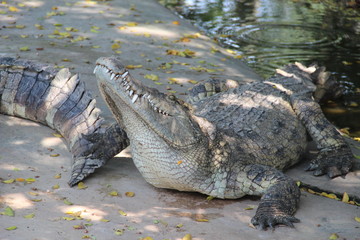 crocodile