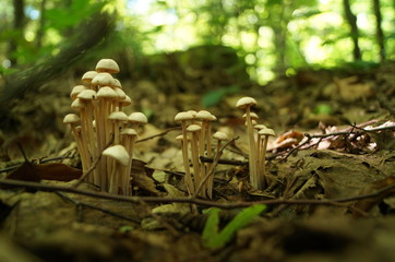A family of mushrooms with beige hats grow in the autumn forest