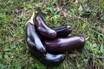 Ripe purple eggplants lay on green grass on a summer day