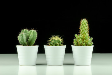Close-up view of three cacti in pots isolated on black and white background