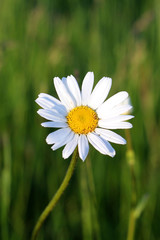 Obraz premium One beautiful daisy.