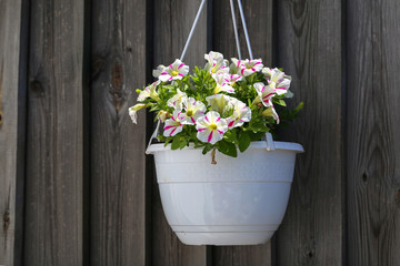 Fototapeta na wymiar Petunia - a very beautiful summer flowers