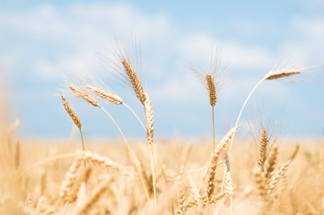Wheat field and blue sky