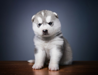 Cute little puppy of siberian husky