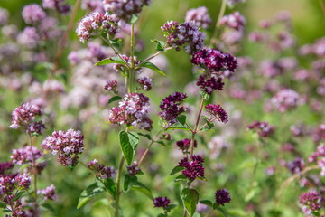 Purple flowers of origanum vulgare or common oregano, wild marjoram.