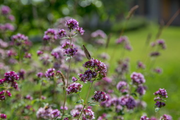 Purple flowers of origanum vulgare or common oregano, wild marjoram.