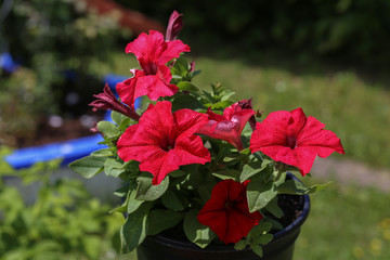 Fototapeta na wymiar Petunia - a very beautiful summer flowers