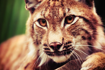 Muzzle of wild lynx close-up