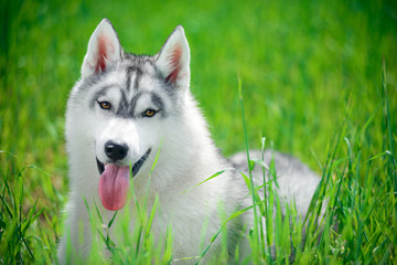 Portrait of Siberian husky on green grass background
