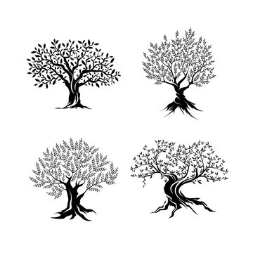 Beautiful magnificent olive tree silhouette isolated on white background.