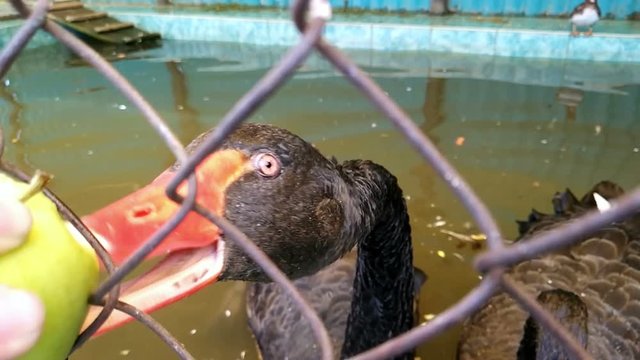 black swan eating apple