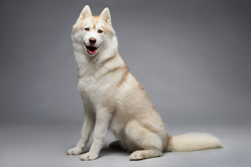 Portrait of siberian husky on gray background