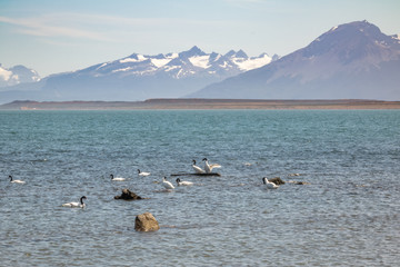 Black-necked Swan (Cygnus melancoryphus) in Almirante Montt Gulf in Patagonia - Puerto Natales, Magallanes Region, Chile