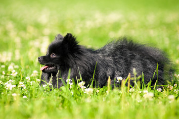 Black shpitz on green grass in summer park