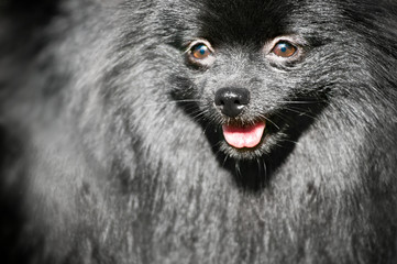 Close-up portrait of black shpitz