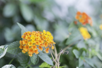 lantana camara flower on the background blurred.