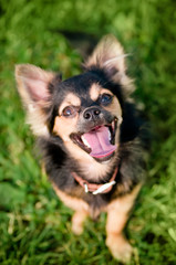 Fluffy chihuahua sit on the green grass