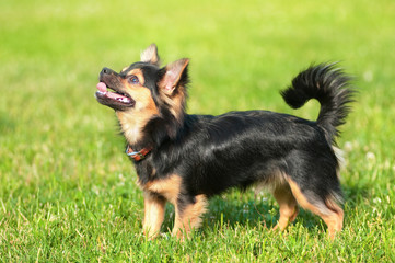 Fluffy chihuahua stand on the green grass