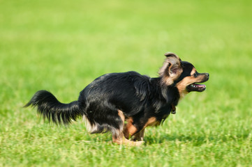 Fluffy chihuahua run on the green grass