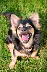 Fluffy chihuahua sit on the green grass