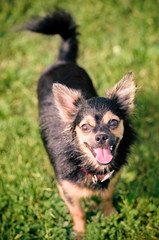 Fluffy chihuahua stand on the green grass