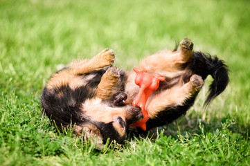 Fluffy chihuahua lie on the green grass in park