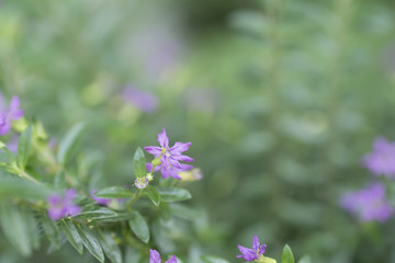 Cuphea hyssopifola flower on the background blurred.