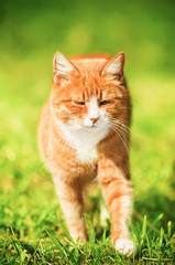 Naklejka na ściany i meble Redheaded cat on green grass