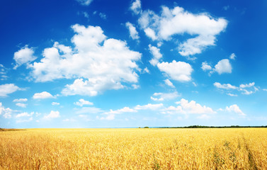 Obraz premium Wheat field and blue sky with white clouds