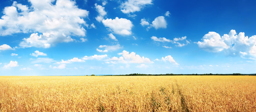 Wheat field and blue sky with white clouds