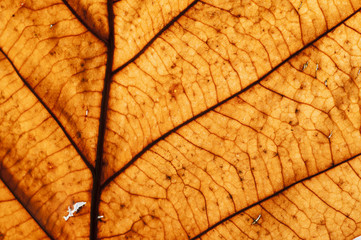 Bright dry autumn leaf close-up